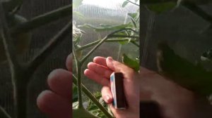 томат Леопольд 08.07.2021