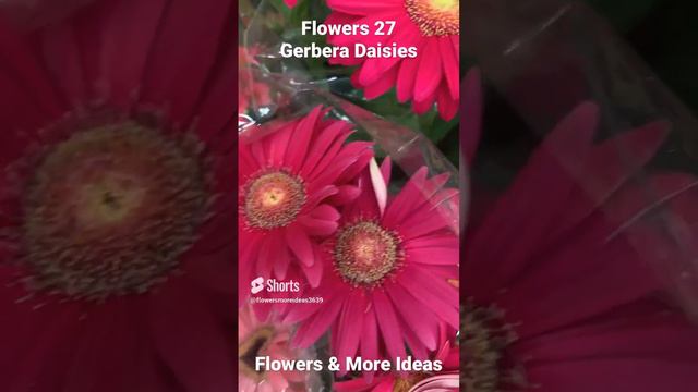 Flowers 27 _ Gerbera Daisies - Techniques and Tips on Flowers & More Ideas #awesome #lovely #nature смотреть онлайн