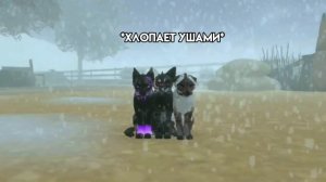ПОСВЯЩЕНИЕ В ОРУЖЕНОСЦЫ И ПОСВЯЩЕНИЕ В УЧЕНИКИ ЦЕЛИТЕЛЯ?!|Коты воители роблокс