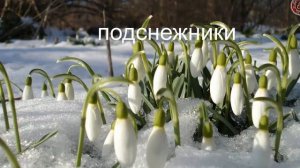 СТИХИ О ЦВЕТАХ