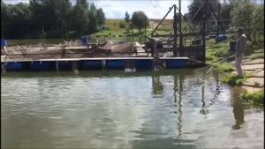 Осетр на селедку с червем! Клевое место, д. Савельево