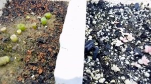 суккуленты из семян. все просто!