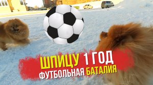 Щенкам шпица Бэллы 1 год. Померанский шпиц Тедди прислал весточку. Шпицы играют в футбол