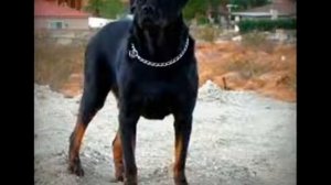 ТОП 5 САМЫХ СИЛЬНЫХ СОБАК В МИРЕ.ВОЛКУ ОНИ НЕ ПО ЗУБАМ!!!