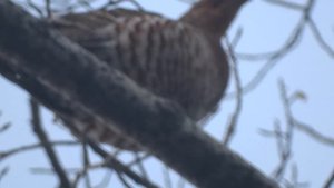 Охота с Карело-финскими лайками 2023.