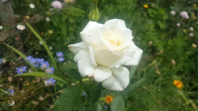 Ana Marie / Vivero Rosauer - roses - rosiers - rosas - роз смотреть онлайн