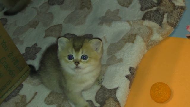 Золотые шотландские прямоухие котята  Милые мордашки