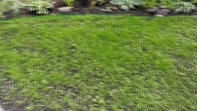 ГАЗОН за 3 Недели СВОИМИ РУКАМИ с НУЛЯ / ЧАСТЬ 2 /ПЕРВЫЙ Покос Газона смотреть онлайн