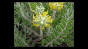 Астрагал шерстистоцветковый (Astragalus dasyanthus)