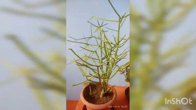 7- my indoor garden plants picture names | смотреть онлайн