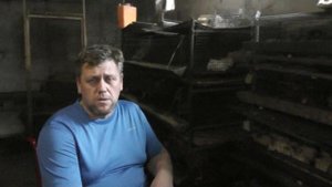 Перепела.Формирование родительское стада