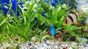 #БАРБУСЫ РАЗБУШЕВАЛИСЬ, #БАРБУСЯТНИК ???