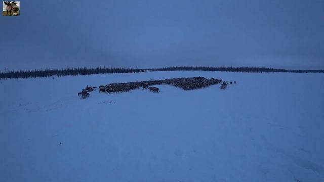 Перегон оленей в загон / День оленевода / Второй рабочий день смотреть онлайн