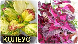 Колеус и острый перчик на подоконнике. Черенкование колеуса.