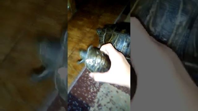 Большая черепаха родила маленькую черепаку