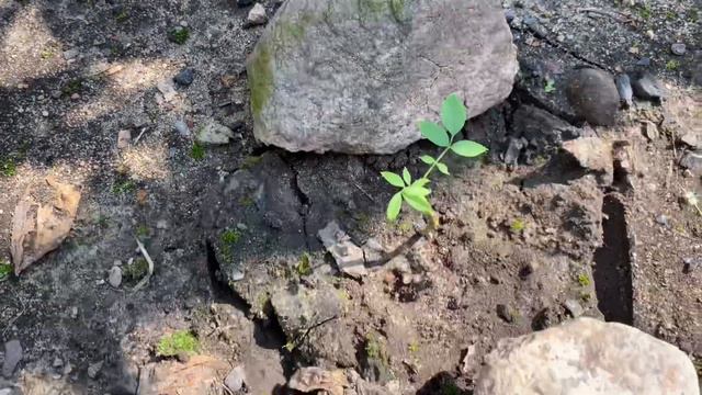 РОЗЫ 2021, 19 ИЮЛЯ🥰. ОБРЕЗКА - ДЕЛО ТОНКОЕ🤣🤣🤣. ТОРМОЗОК-СТРАДАЛИЦА🥺🥺🤪🤪🥴🥴🥴 смотреть онлайн