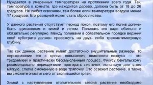 Бонсай Фикус бенгальский