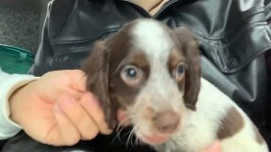 ЗАВЕЛИ СОБАКУ/ МИЛОЕ ВИДЕО О ЩЕНКЕ ?/ РУССКИЙ ОХОТНИЧИЙ СПАНИЕЛЬ