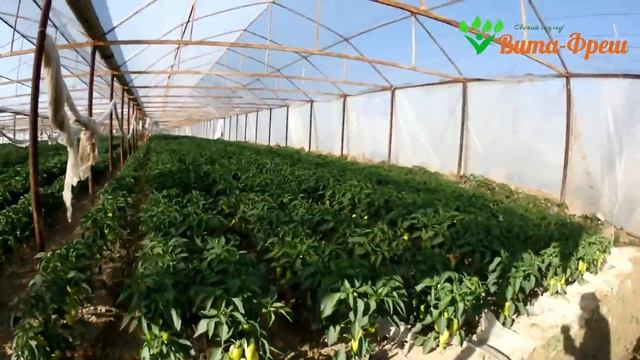 Обход перца 05 05 2018 Вита Фреш смотреть онлайн