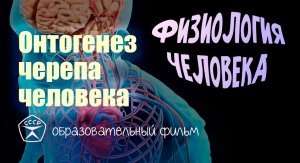 Онтогенез черепа человека.