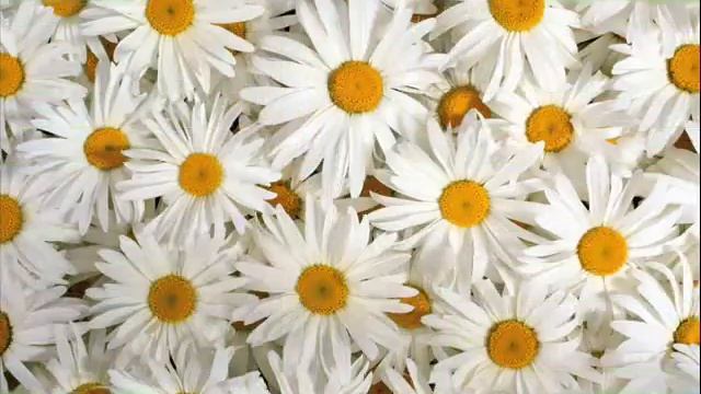 "Ромашки для тебя" смотреть онлайн