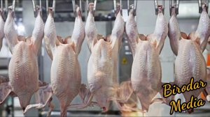 Рустамжон домла товук гушти халол печати бор / Rustamjon domla Tovuq Go'shti xalol Pechati bor