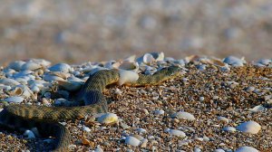 Водяной уж (Natrix tessellata) - Dice snake