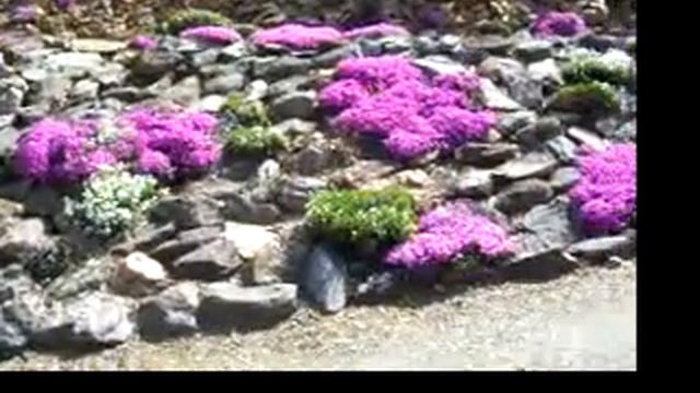 Creeping Flaux, Purple Flowers. смотреть онлайн