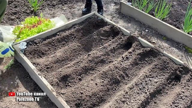 Теперь выращиваю салат только так! Растет быстро и очень пышный смотреть онлайн