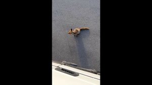 Лиса в городе