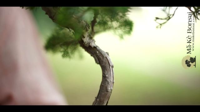 127) Chinese Juniper Bonsai or Juniperus chinensis Bonsai is a great bonsai tree for beginners смотреть онлайн