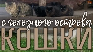 Кошки с голодного острова