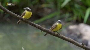 Удивительная природа.Дикие джунгли Перу