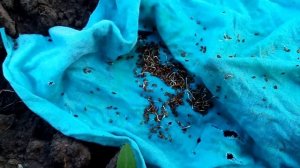 Не всходит морковь? 100% способ - морковь взойдет через пару дней! Попробуй, ещё не поздно посеять!