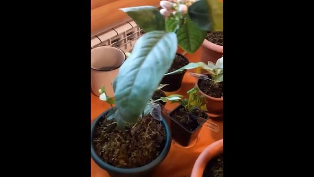 лимоны, каламондин, кумкват и инжир посажены смотреть онлайн