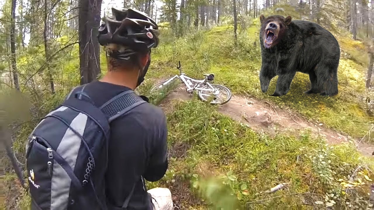 Хороший медведь видео. Встреча с медведем.