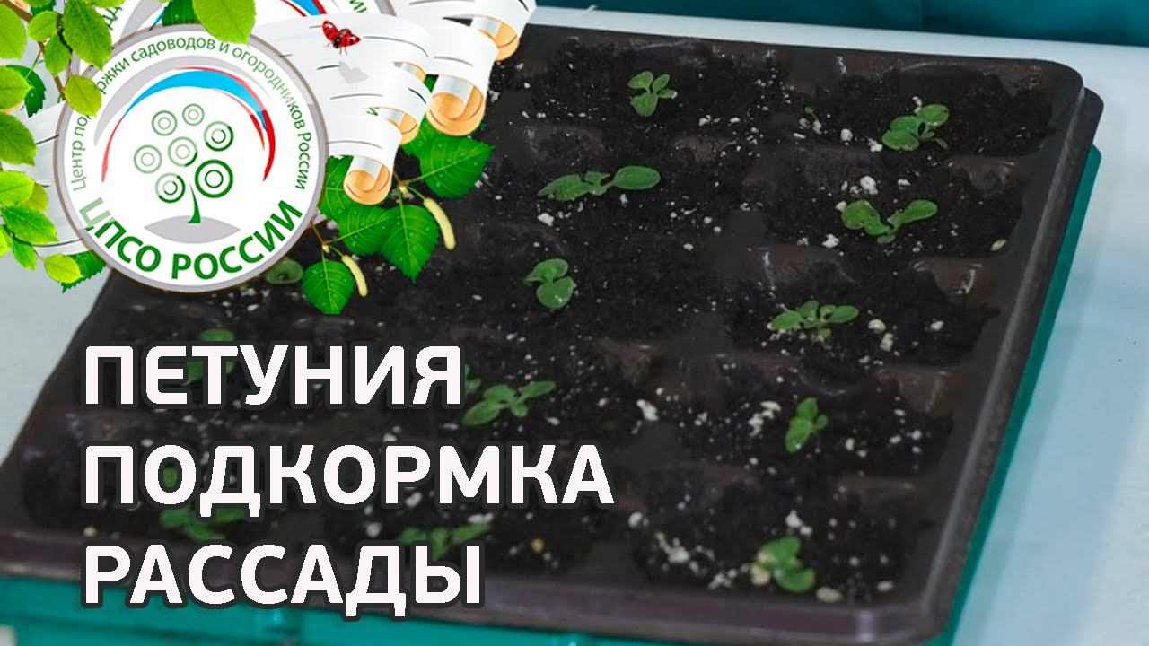 Как подкормить рассаду петунии. Внекорневая подкормка рассады цветов петуния.
