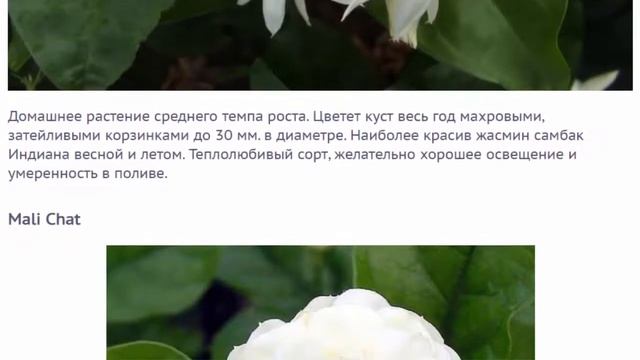 Жасмин Самбак описание, фото, уход в домашних условиях смотреть онлайн