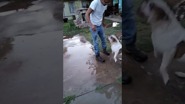 Lennox the king doberman смотреть онлайн