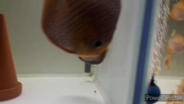 Установка нерестовиков. смотреть онлайн