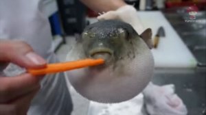 Рыба фугу ест морковь 1 час