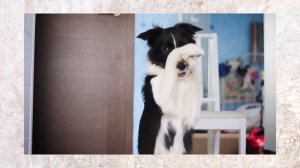 ТОП - 10 САМЫХ ИЗВЕСТНЫХ В ИСТОРИИ СОБАК