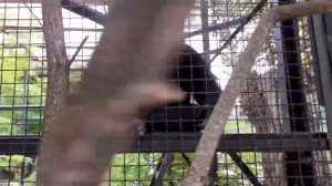 Обезьяна плюёт на людей