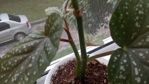 Бегония " Крылья Ангела - Коралловая - Королевская, как хотите, так и называйте! Она Божественна