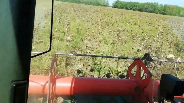 Бесценная семечка, черное золото без цены. Убираем семечку.