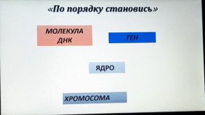 Хромосомный набор у разных видов. Различие хромосомного набора в соматических и половых клетках.