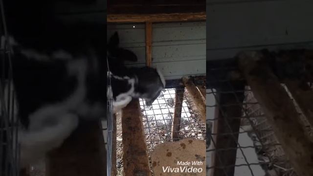 Случка кролей. Кролики. Немецкий строкач. Серый великан. Rabbits. Rabbits' horsing смотреть онлайн