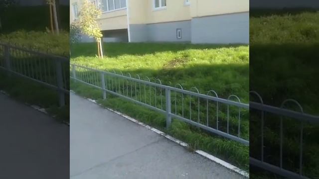 Ограждение газона смотреть онлайн