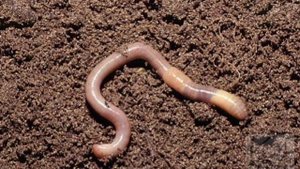 Беспозвоночные животные. Биология 5-класс (13-тема). Видеоурок