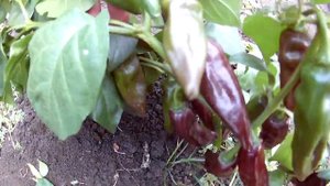 Fatalii Brown. Сорт острого перца, Фатали коричневый.